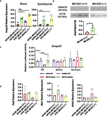 Corrigendum: Upregulation of Mir342 in Diet-Induced Obesity Mouse and the Hypothalamic Appetite Control